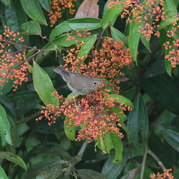 Swainson 's Thrush